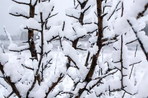 Abstract background from pattern of snow covered branches of tree Stock Photos