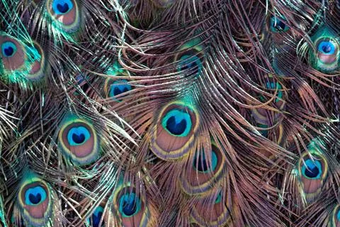 Abstract background of peacock feathers of multicolored neon shades. Stock Photos