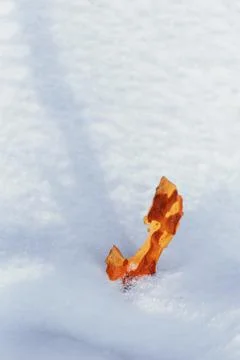 Abstract background with a piece of pine bark lying on fresh snow Stock Photos