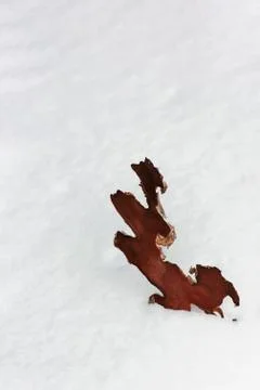 Abstract background with a piece of pine bark lying on fresh snow Foto stock