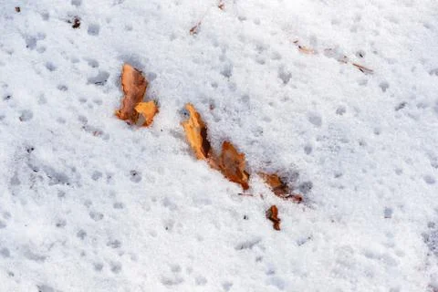 Abstract background with a piece of pine bark lying on fresh snow Stock Photos