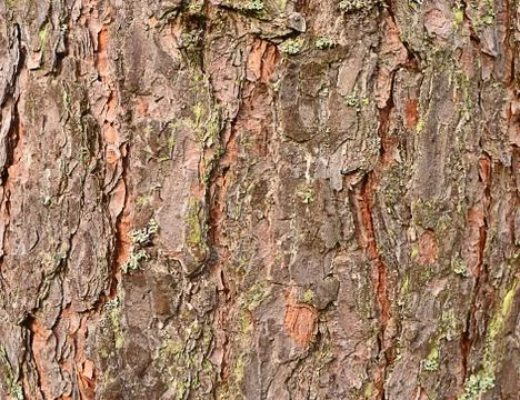 Abstract background. pine bark Stock Photos
