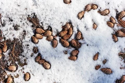 Abstract background with pine cones and melting snow Stock Photos