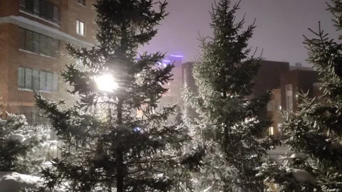 Abstract background. Pine trees covered snow. Stock Footage 301790744