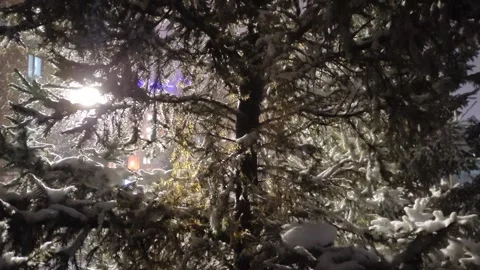 Abstract background. Pine trees covered snow. Stock Footage 301790778