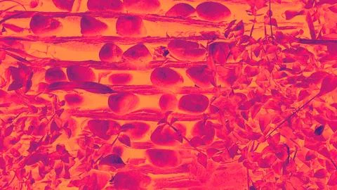 Abstract background pink reed Stock Illustration
