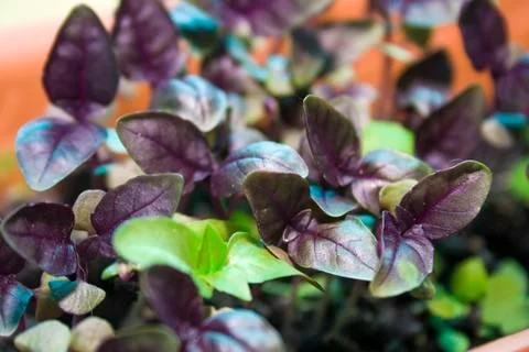 Abstract background with place for text sprouts Basil Stock Photos