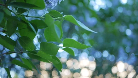 Abstract background, radiance and blur of light spots. Stock Footage 90446986