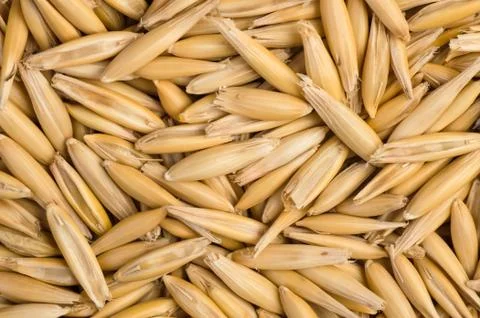 Abstract background raw oat seeds Foto stock