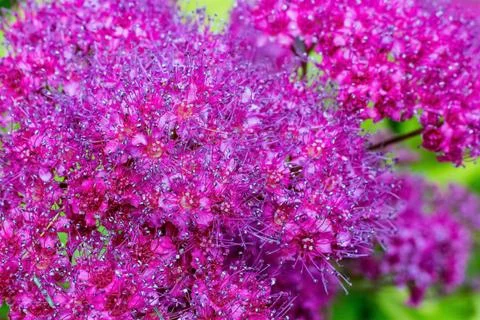 Abstract background of red flowers Close up Stock Photos