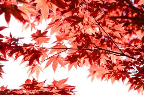 Abstract background with red japanese maple leaves filled by bright sunlight Stock Photos