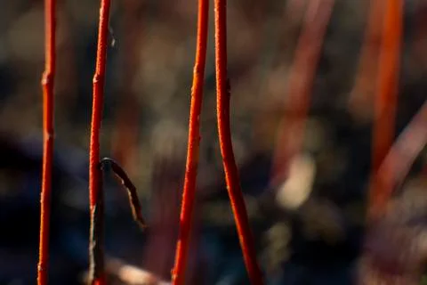 Abstract background with red stems of young willow Stock Photos