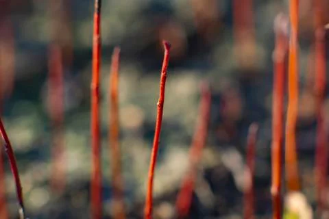 Abstract background with red stems of young willow Stock Photos