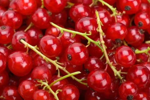 Abstract background: Redcurrants close-up Stock Photos