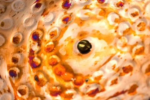 Abstract background of reflections on a hammered copper lid cap Stock Photos