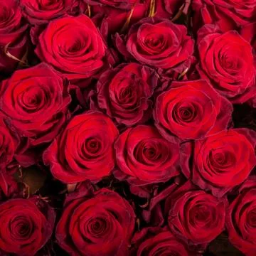 Abstract background of roses Stock Photos