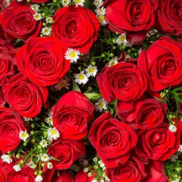 Abstract background of roses Stock Photos