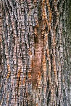 Abstract background of rough bark of chestnut tree Foto stock