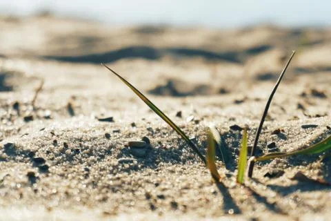 Abstract background of a sandy beach close-up in defocus Stock Photos