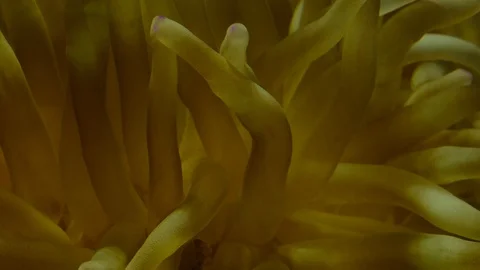 Abstract Background. Sea anemone close up. 4k Stock Footage 129612151