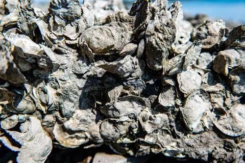 Abstract Background Of Sea Shells Stock Photos