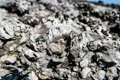 Abstract Background Of Sea Shells Seashells Stock Photos
