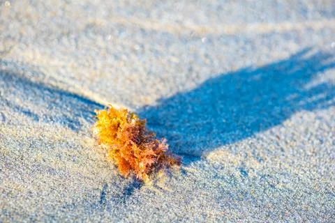 Abstract background with seaweed with long shadow on the beach Stock Photos