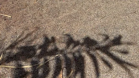 Abstract background of shadows palm leaf in wind overlay on sand beach texture Stock Footage 277581767