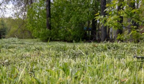 Abstract background of sheared grass on a lawn in a park Foto stock