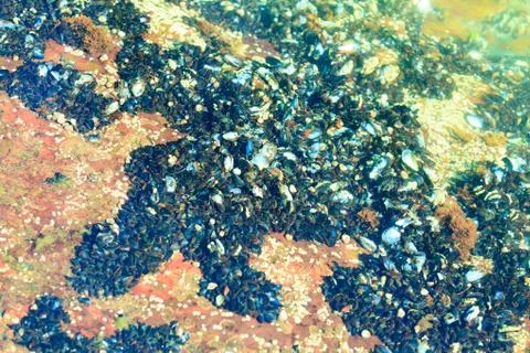 Abstract background. Shells in water Stock Photos