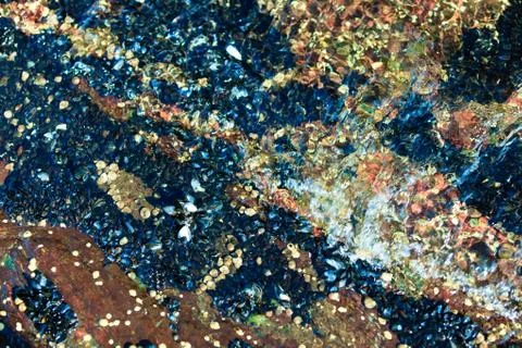 Abstract background. Shells in water Stock Photos