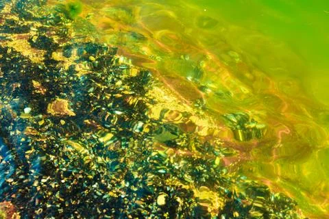 Abstract background. Shells in water Foto stock