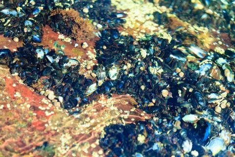 Abstract background. Shells in water Stock Photos