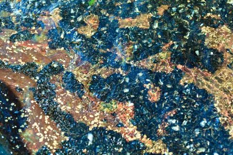 Abstract background. Shells in water Stock Photos