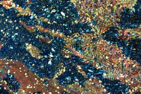 Abstract background. Shells in water Stock Photos