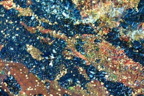 Abstract background. Shells in water Stock Photos