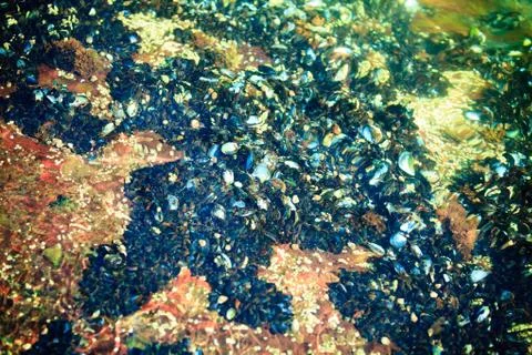 Abstract background. Shells in water Stock Photos