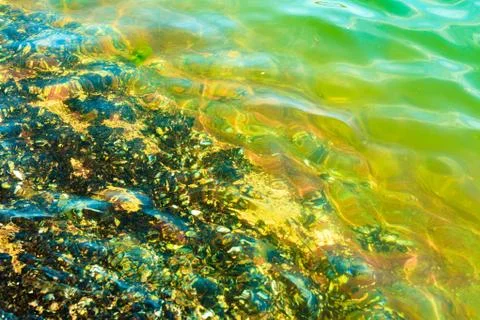 Abstract background. Shells in water Foto stock