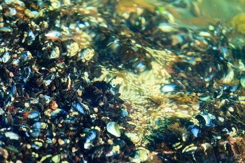 Abstract background. Shells in water Stock Photos
