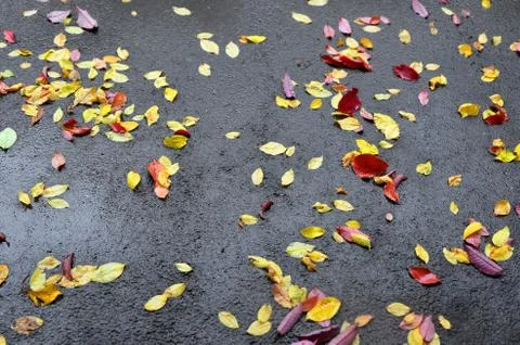 Abstract background. The sidewalk in the fall during a rain. Stock Photos