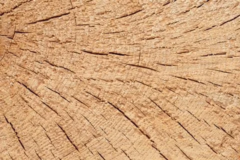 Abstract background like slice of wood timber natural. Stock Photos