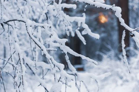 Abstract background with snow-covered branches on blurred background Stock Photos