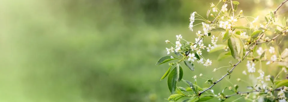 Abstract background, soft focus. Cherry blossom branches on green grass Stock-Fotos