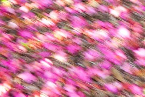Abstract background soft focus flower petals brightly coloured Stock Illustration