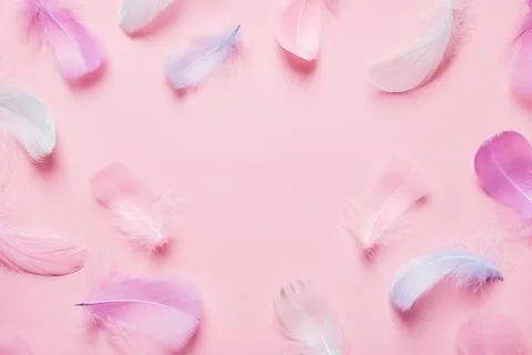 Abstract background with soft pink feathers. Monochrome Flat lay frame Stock Photos