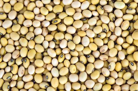 Abstract background: soja beans Stock Photos