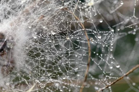 Abstract background of spider web and tree branches with water drops Stock Photos