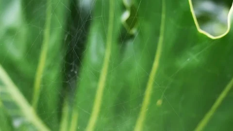 Abstract background of spider web on green leaf. Video stock 119054540