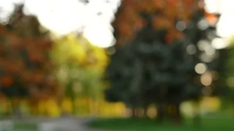 Abstract background - spring landscape, trees in the rays of the setting sun. Stock Footage 154297972