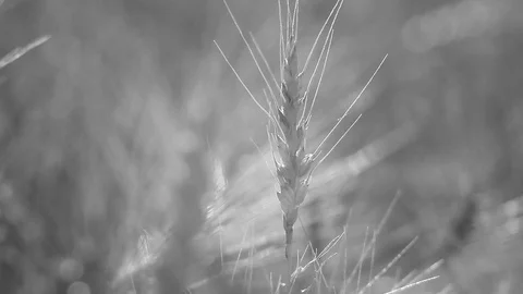 Abstract background - sunny day, wheat field. Stock Footage 77922414